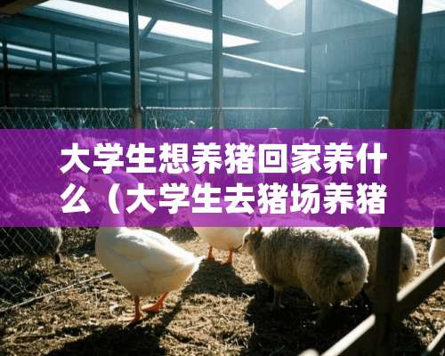 大学生想养猪回家养什么（大学生去猪场养猪）