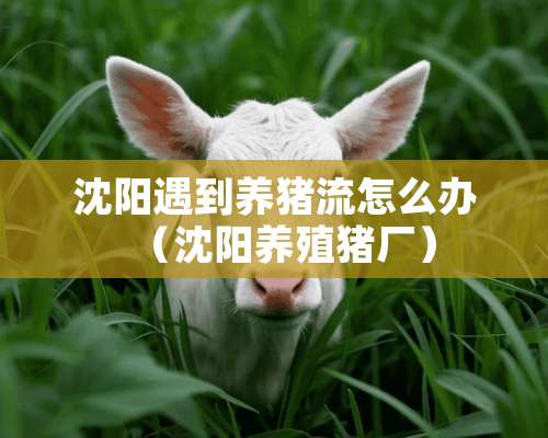 沈阳遇到养猪流怎么办（沈阳养殖猪厂）