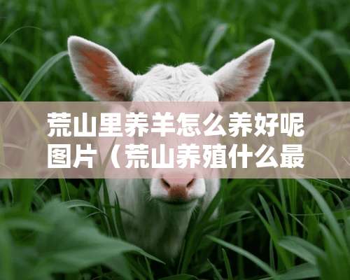 荒山里养羊怎么养好呢图片（荒山养殖什么最好）