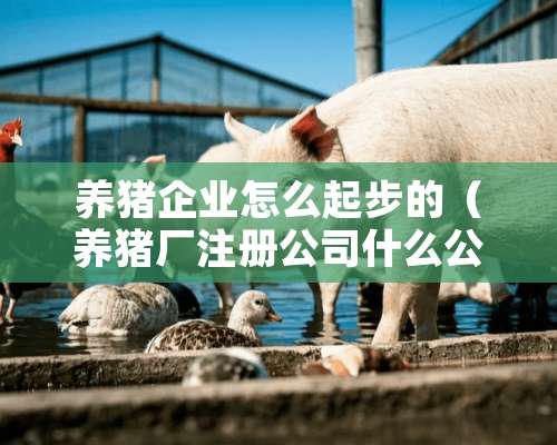 养猪企业怎么起步的（养猪厂注册公司什么公司好）