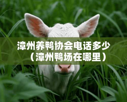 漳州养鸭协会电话多少（漳州鸭场在哪里）