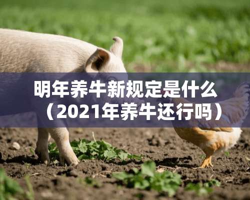 明年养牛新规定是什么（2021年养牛还行吗）