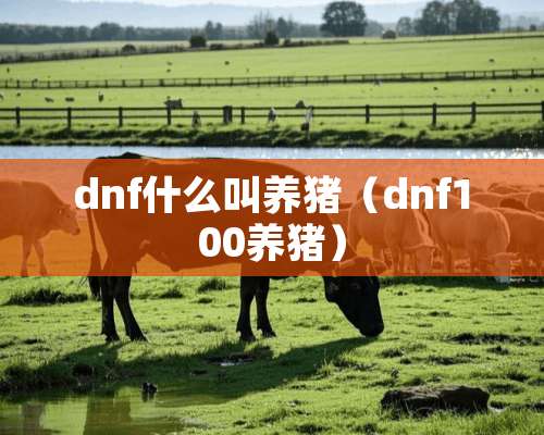 dnf什么叫养猪（dnf100养猪）