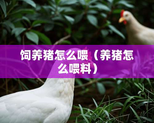 饲养猪怎么喂（养猪怎么喂料）