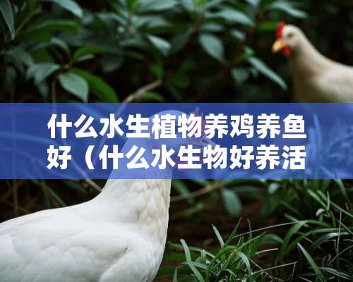 什么水生植物养鸡养鱼好（什么水生物好养活）