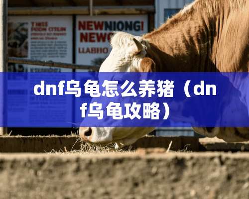 dnf乌龟怎么养猪（dnf乌龟攻略）