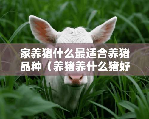 家养猪什么最适合养猪品种（养猪养什么猪好）