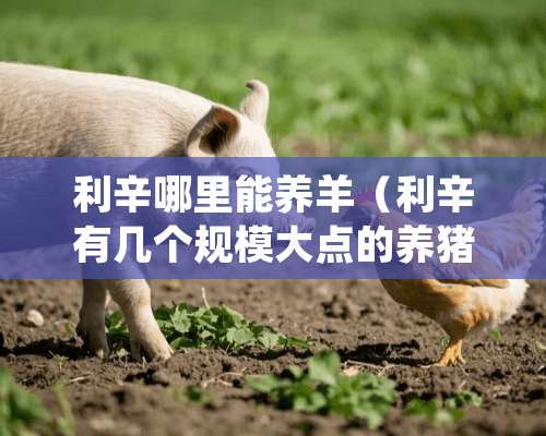 利辛哪里能养羊（利辛有几个规模大点的养猪场）