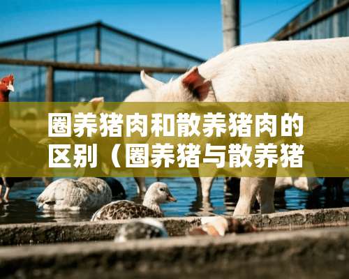 圈养猪肉和散养猪肉的区别（圈养猪与散养猪区别）