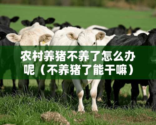 农村养猪不养了怎么办呢（不养猪了能干嘛）