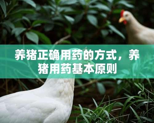 养猪正确用药的方式，养猪用药基本原则