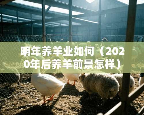 明年养羊业如何（2020年后养羊前景怎样）