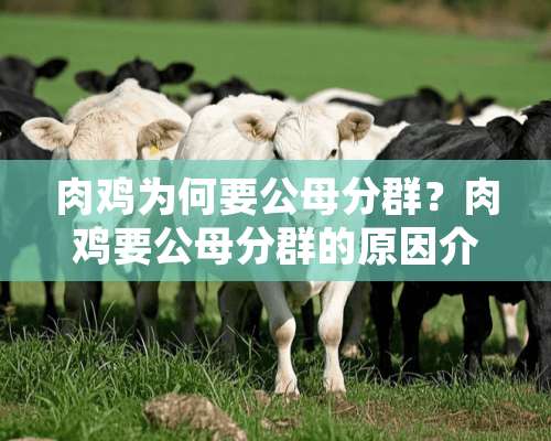 肉鸡为何要公母分群？肉鸡要公母分群的原因介绍