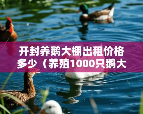 开封养鹅大棚出租价格多少（养殖1000只鹅大棚建造价格）