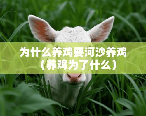 为什么养鸡要河沙养鸡（养鸡为了什么）