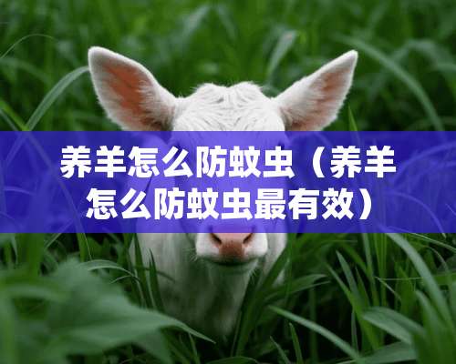 养羊怎么防蚊虫（养羊怎么防蚊虫最有效）