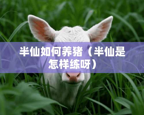 半仙如何养猪（半仙是怎样练呀）