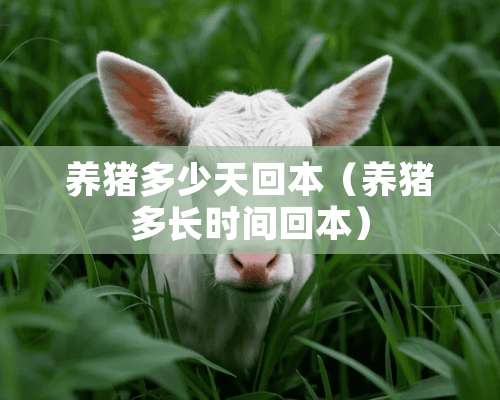 养猪多少天回本（养猪多长时间回本）