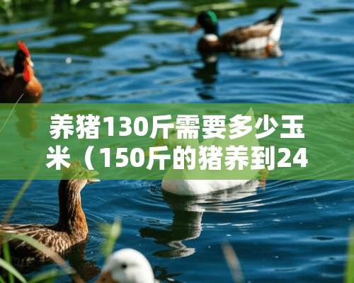 养猪130斤需要多少玉米（150斤的猪养到240多斤要多久）