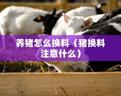 养猪怎么换料（猪换料注意什么）