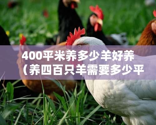 400平米养多少羊好养（养四百只羊需要多少平方）