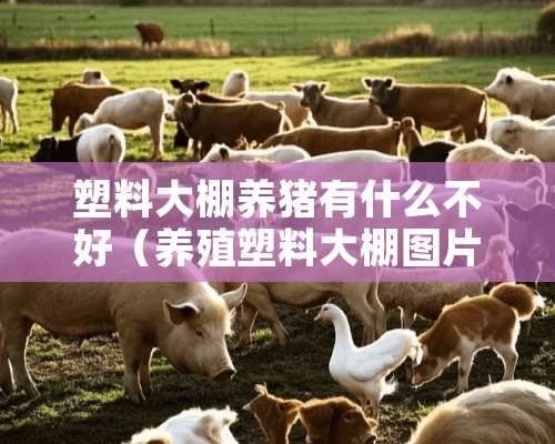 塑料大棚养猪有什么不好（养殖塑料大棚图片）