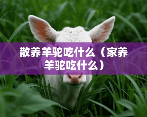 散养羊驼吃什么（家养羊驼吃什么）