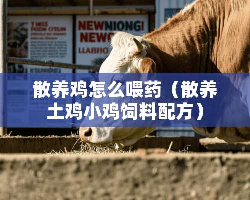 散养鸡怎么喂药（散养土鸡小鸡饲料配方）