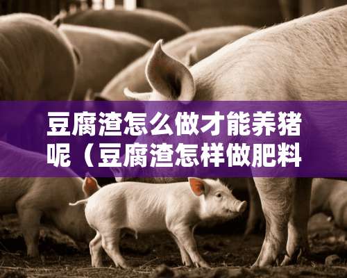 豆腐渣怎么做才能养猪呢（豆腐渣怎样做肥料最好）