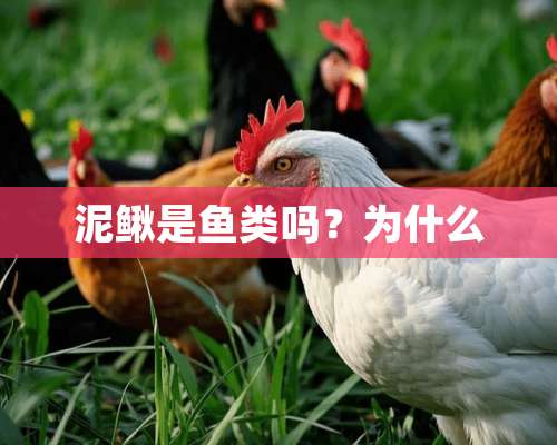 泥鳅是鱼类吗？为什么