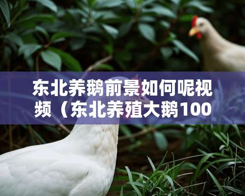 东北养鹅前景如何呢视频（东北养殖大鹅10000只）