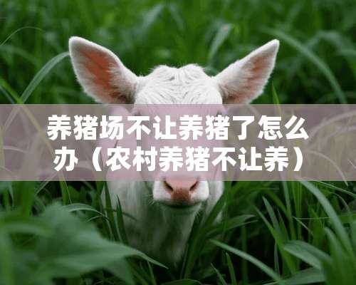 养猪场不让养猪了怎么办（农村养猪不让养）