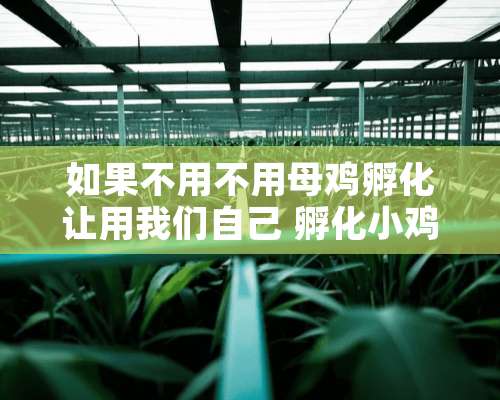 如果不用不用母鸡孵化让用我们自己 孵化小鸡怎么做