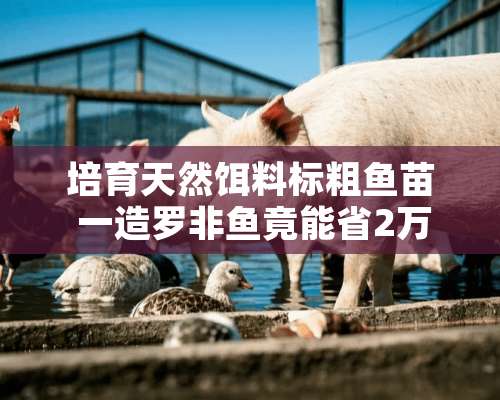 培育天然饵料标粗鱼苗 一造罗非鱼竟能省2万元！