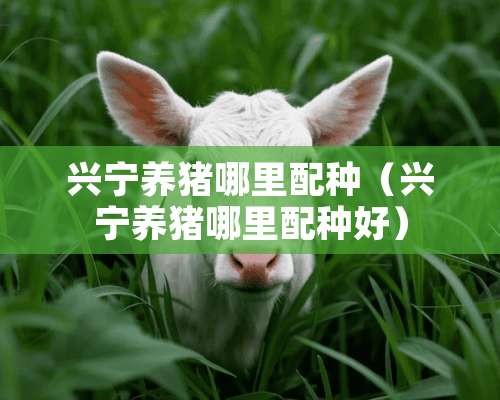 兴宁养猪哪里配种（兴宁养猪哪里配种好）