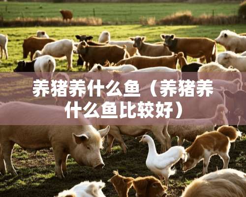 养猪养什么鱼（养猪养什么鱼比较好）