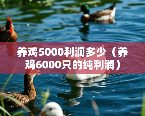 养鸡5000利润多少（养鸡6000只的纯利润）