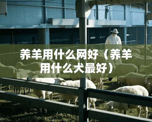 养羊用什么网好（养羊用什么犬最好）