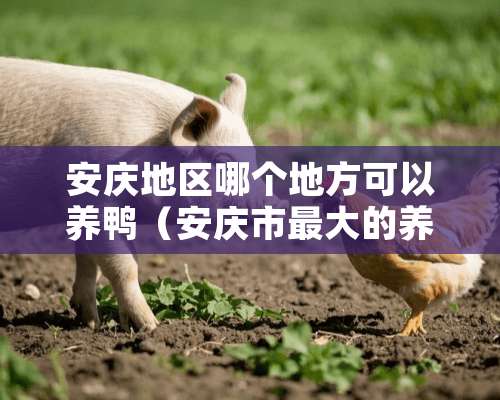 安庆地区哪个地方可以养鸭（安庆市最大的养殖合作公司）