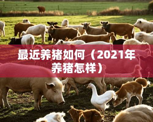 最近养猪如何（2021年养猪怎样）