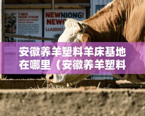 安徽养羊塑料羊床基地在哪里（安徽养羊塑料羊床基地在哪里呀）