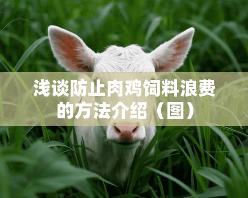 浅谈防止肉鸡饲料浪费的方法介绍（图）