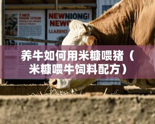 养牛如何用米糠喂猪（米糠喂牛饲料配方）