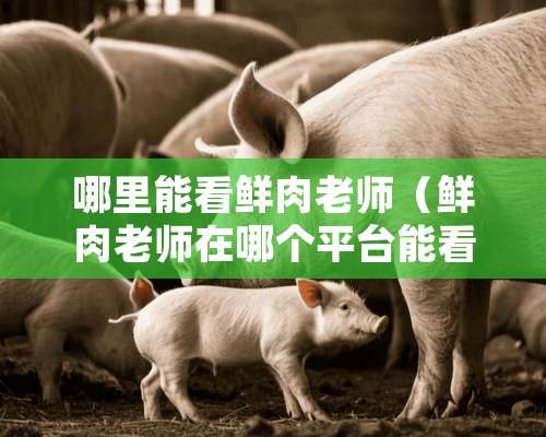 哪里能看鲜肉老师（鲜肉老师在哪个平台能看）