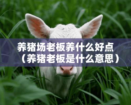 养猪场老板养什么好点（养猪老板是什么意思）