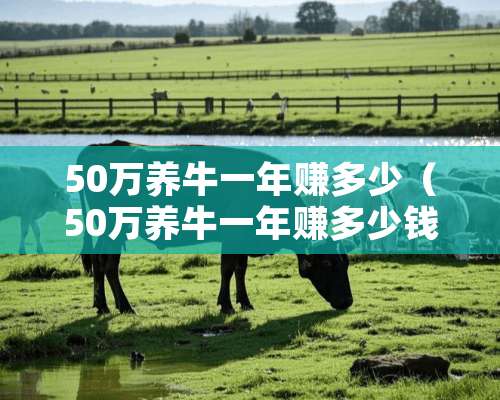 50万养牛一年赚多少（50万养牛一年赚多少钱）