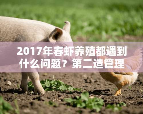 2017年春虾养殖都遇到什么问题？第二造管理重点应该是这些