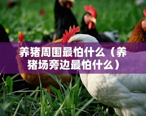 养猪周围最怕什么（养猪场旁边最怕什么）