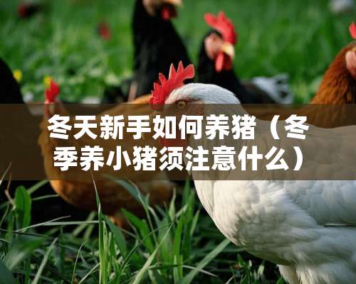 冬天新手如何养猪（冬季养小猪须注意什么）