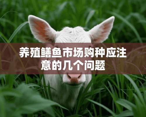 养殖鳝鱼市场购种应注意的几个问题